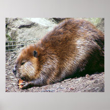 Biber Plakatdrucke