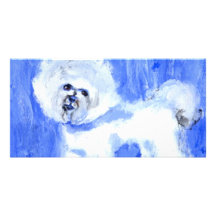 Bichon Frise Photokarte