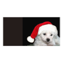 Bichon Frise Weihnachten Photo Karte