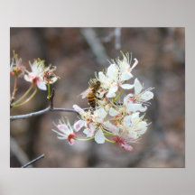 Biene auf Blüte Plakat