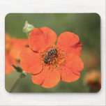Biene auf orange Potentilla Mousepads