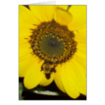 Biene auf Sonnenblume Grußkarten