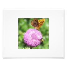 Biene und Schmetterling auf wilder Distel Fotos