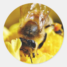 Bienen-Blütenstaub-Insekten-Flügel-Makrowanzen Runde Sticker