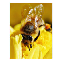 Bienen-Blütenstaub-Insekten-Flügel-Makrowanzen Postkarte