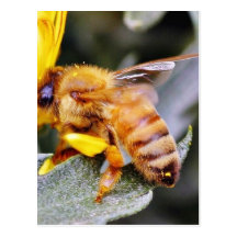 Bienen-Insekten 3 Postkarte