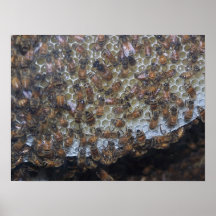 Bienen Posterdrucke