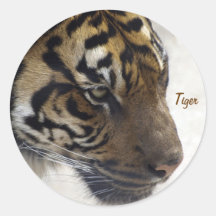 Big Cat Sumatran Tiger Educational Stickers