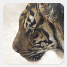 Big Cat Sumatran Tiger Wildlife Stickers