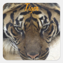 Big Cat Sumatran Tiger Wildlife Stickers