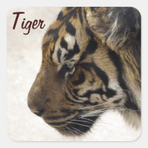 Big Cat Sumatran Tiger Wildlife Stickers