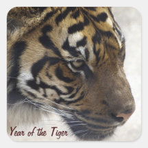 Big Cat Sumatran Year of the Tiger Wildlife Photo Square Sticker