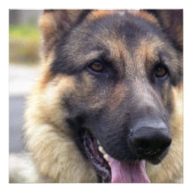 Bild der Schäferhund-Einladungen