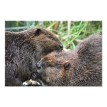 Bild des Biber-Pflegens Photodrucke