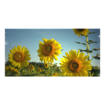 Bio im Garten arbeitenfoto-Karte Bilder Karten