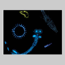 bioluminescent Lebewesen postkarten