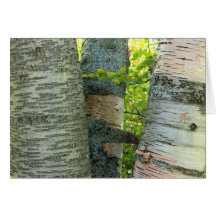 BirchTree Grußkarte