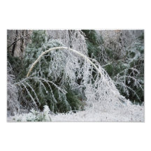 Birken Fotodruck
