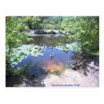 Birken-Waldungs-Park - nehmen Sie einen Blick an d Postkarte