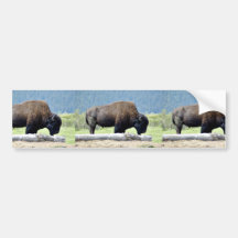 Bison Auto Sticker