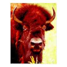 Bison-/Büffel-Gesicht Postkarte