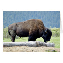 Bison Karte