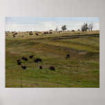 Bison nahe Scott-Stadt, Kansas 08 24 2007 Posterdrucke