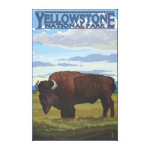 Bison-Szene - Yellowstone Nationalpark Gespannter Galerie Druck