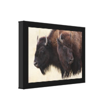 Bisonfreundschaft Gespannter Galeriedruck