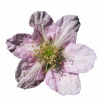 BlackBerry-Blume ~ Acryl Photo Skulpturen
