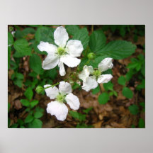 BlackBerry-Blumen Plakat