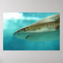 Blacktip Riff-HaifischCarcharhinus Melanopterus Poster