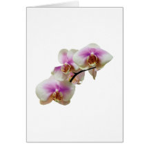 Blasse magentarote und weiße Orchideen Karte