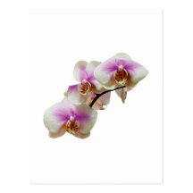 Blasse magentarote und weiße Orchideen Postkarte