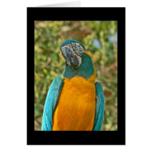 Blau-throated Macaw - Ara glaucogularis Karten