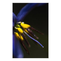 Blau u. Gold Individuelles Druckpapier