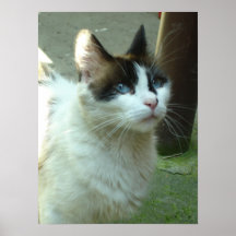 Blauäugige Durchmesser-Miezekatze Posterdrucke