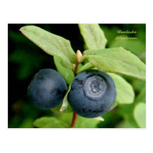 Blaubeeren, Unalaska Insel Postkarte