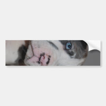 Blaue Augen Doggenwelpe Auto Aufkleber