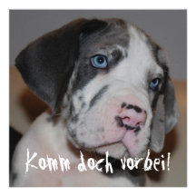 Blaue Augen Doggenwelpe Personalisierte Ankündigungen