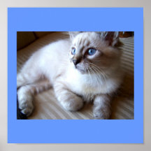 blaue Augen Plakat