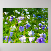 Blaue Bell Posterdrucke