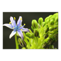 Blaue Blume Kunstphotos