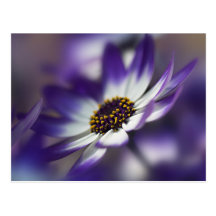 Blaue Blüte Postkarte