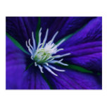 Blaue Clematis Makro postkarten