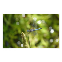 blaue dasher Libelle Fotografische Drucke