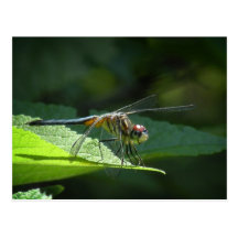 Blaue Dasher Libellen-Postkarte