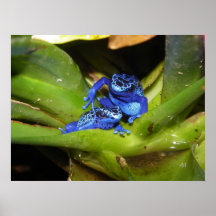 Blaue Gift-Pfeil-Frösche in Blatt 1 Posterdrucke