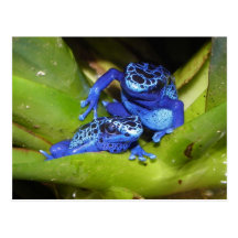 Blaue Gift-Pfeil-Frösche in Blatt 1 Postkarte