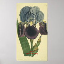 Blaue Iris-botanischer Druck Poster